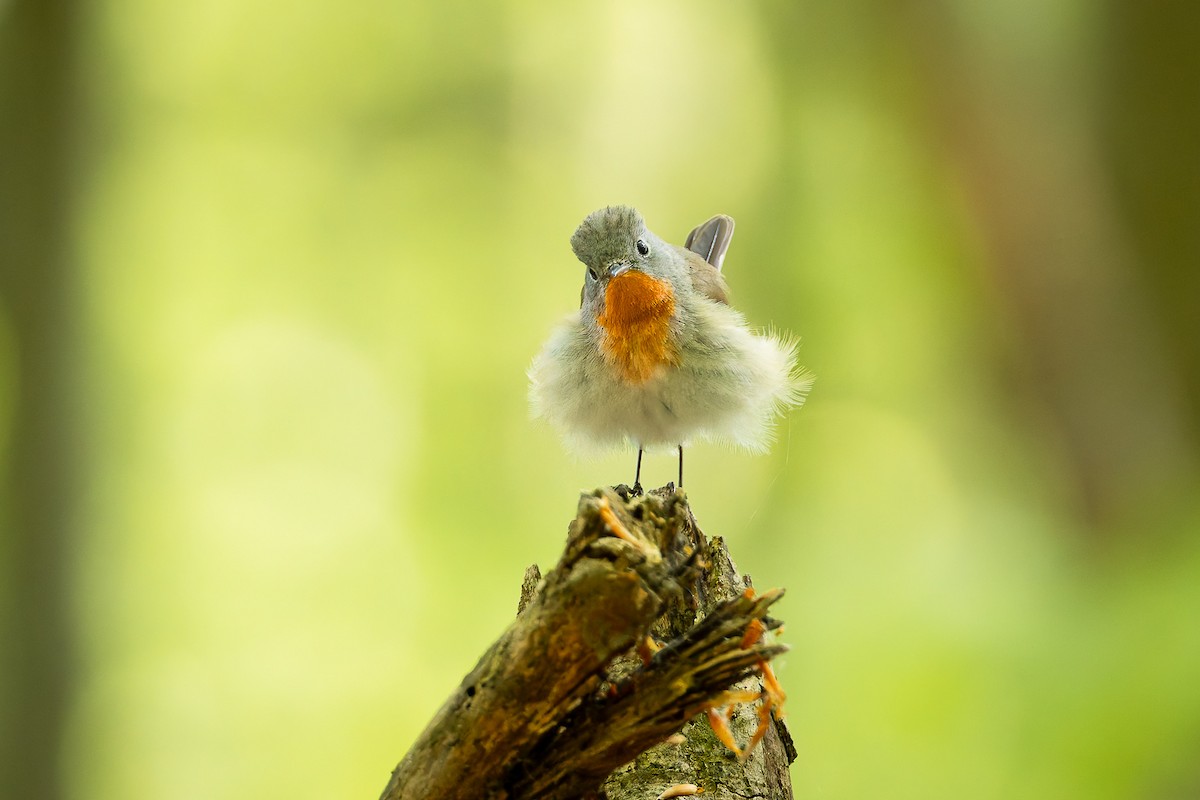 Red-breasted Flycatcher - ML618093698