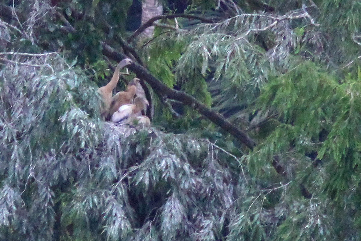 Amerika-Schlangenhalsvogel - ML618093700