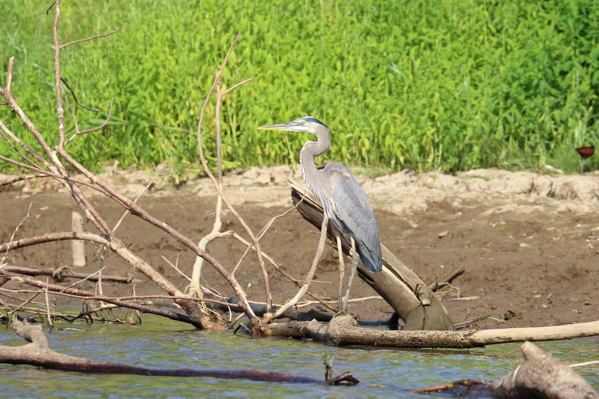 Great Blue Heron - Braden Collard