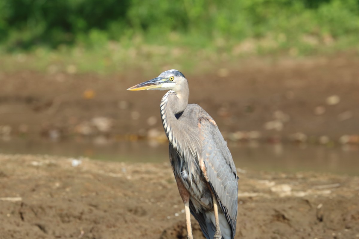 Great Blue Heron - Braden Collard