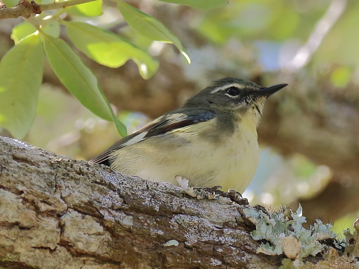 Black-throated Blue Warbler - ML618093722