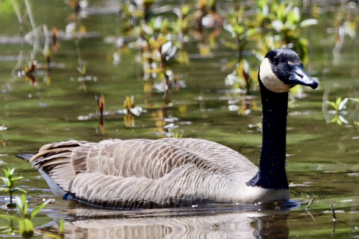 Canada Goose - Ryan Rupp