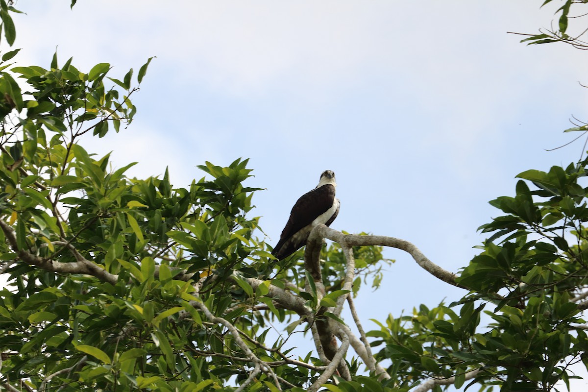 Osprey - Braden Collard