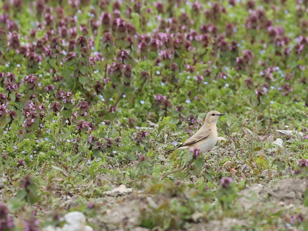 Isabelline Wheatear - Benjamin Manz