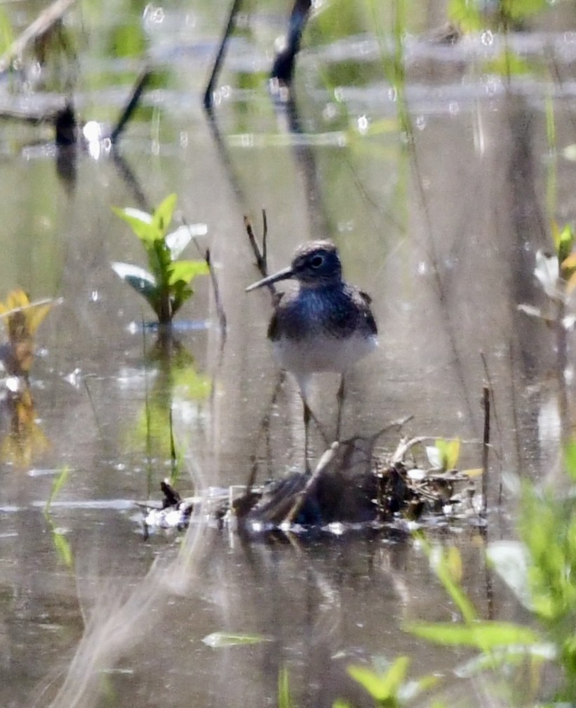 Solitary Sandpiper - Ryan Rupp