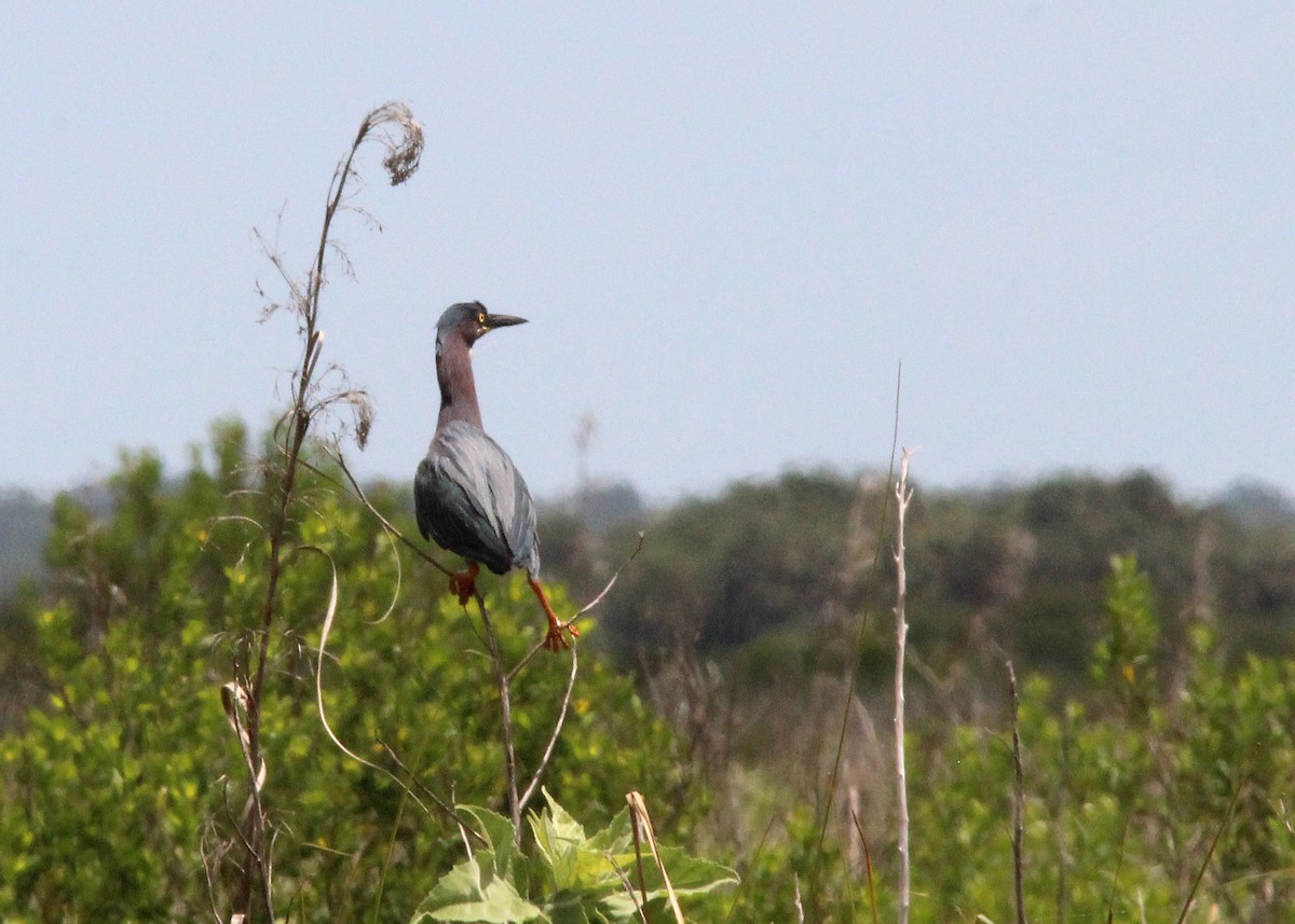 Green Heron - ML618093750