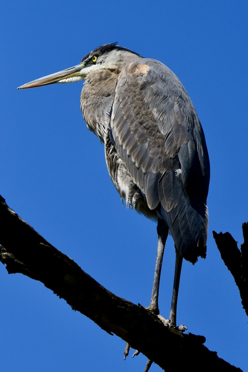 Great Blue Heron - Ryan Rupp