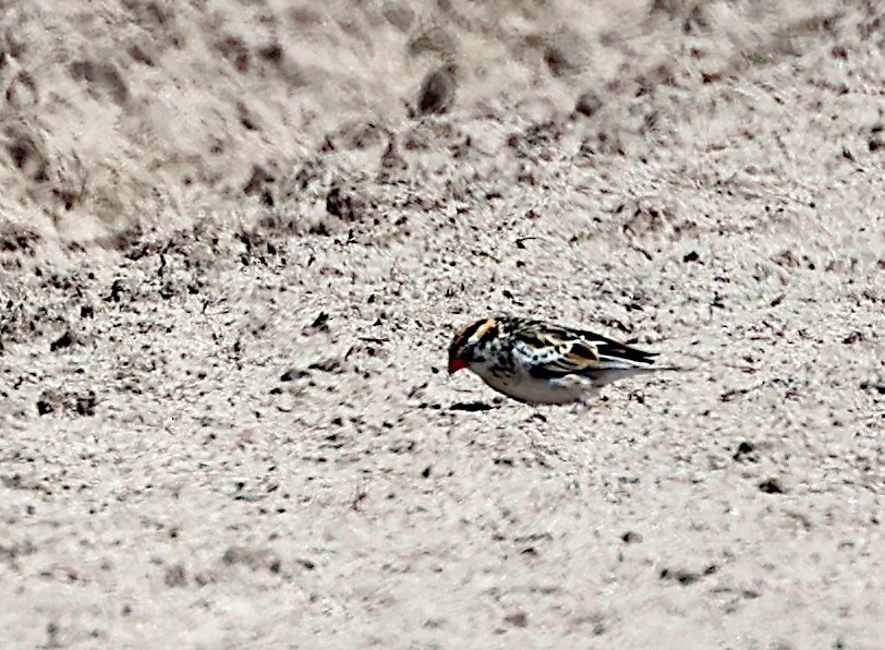 Pin-tailed Whydah - ML618093760