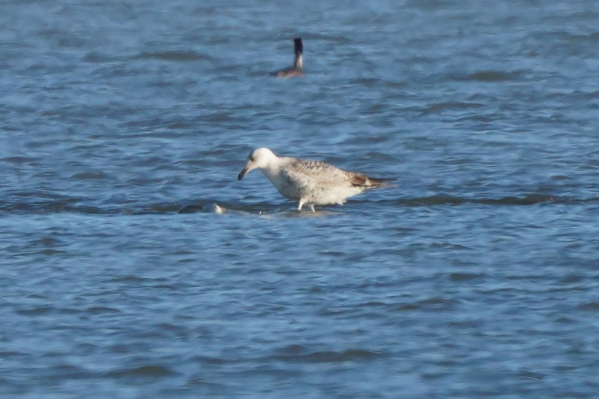 Yellow-legged Gull - Miguel Rouco