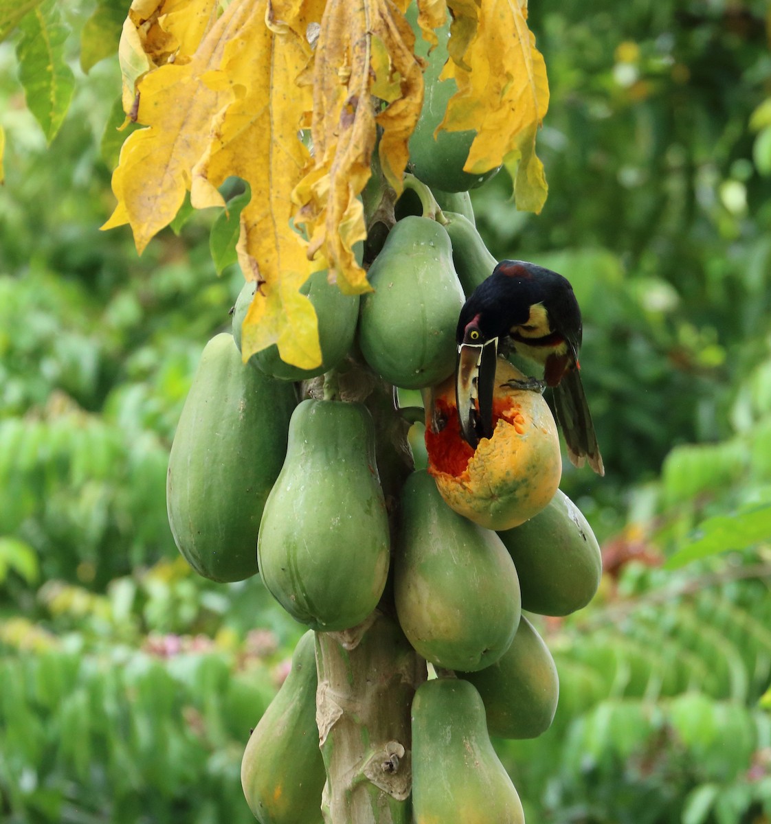 Collared Aracari - Braden Collard