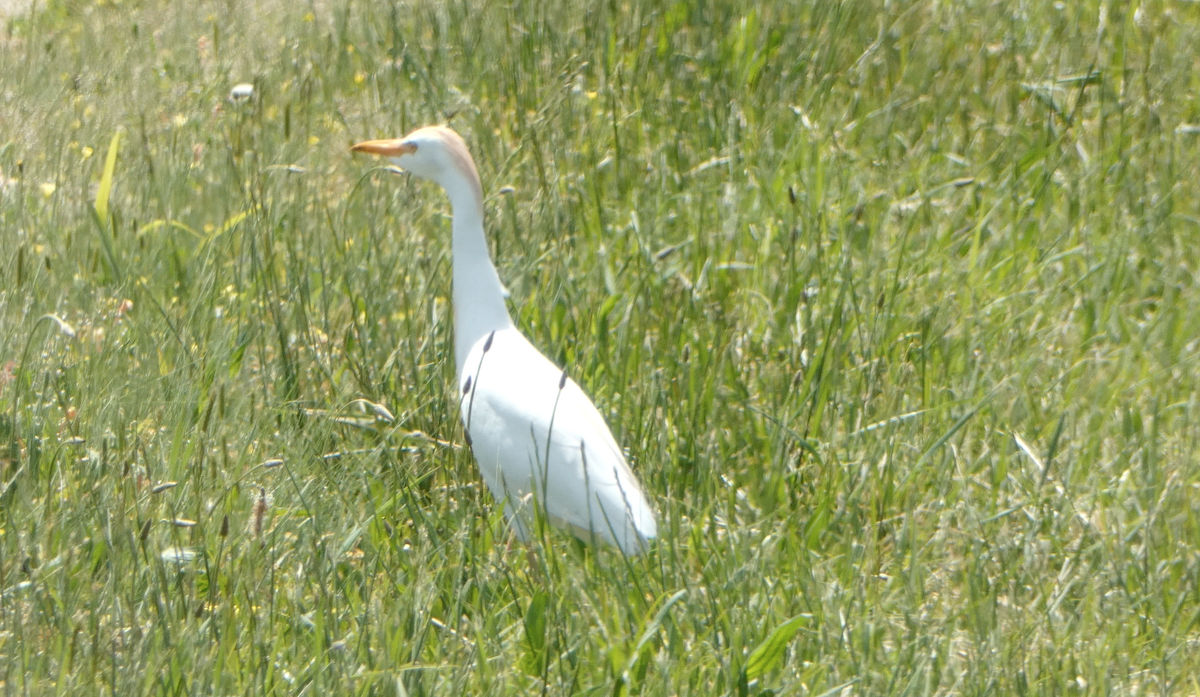 Western Cattle Egret - Kevin Hayes