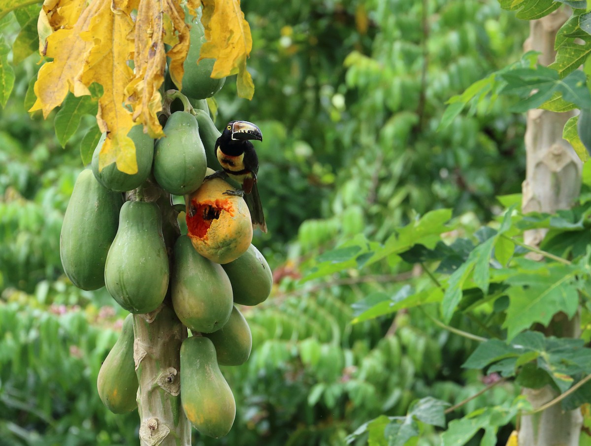 Collared Aracari - Braden Collard