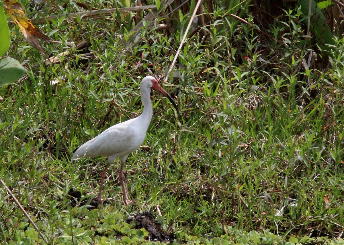 ibis bílý - ML618093832