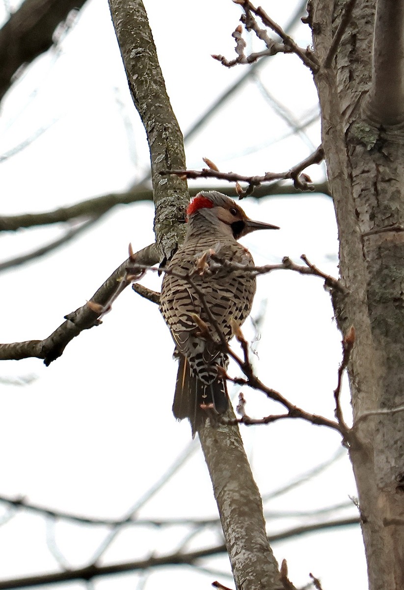 Northern Flicker - Ronald Duemler