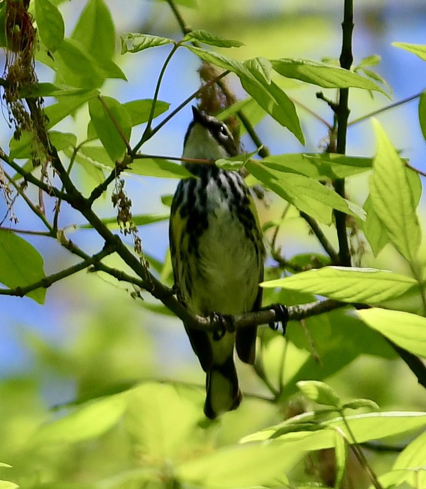 Yellow-rumped Warbler - Ryan Rupp