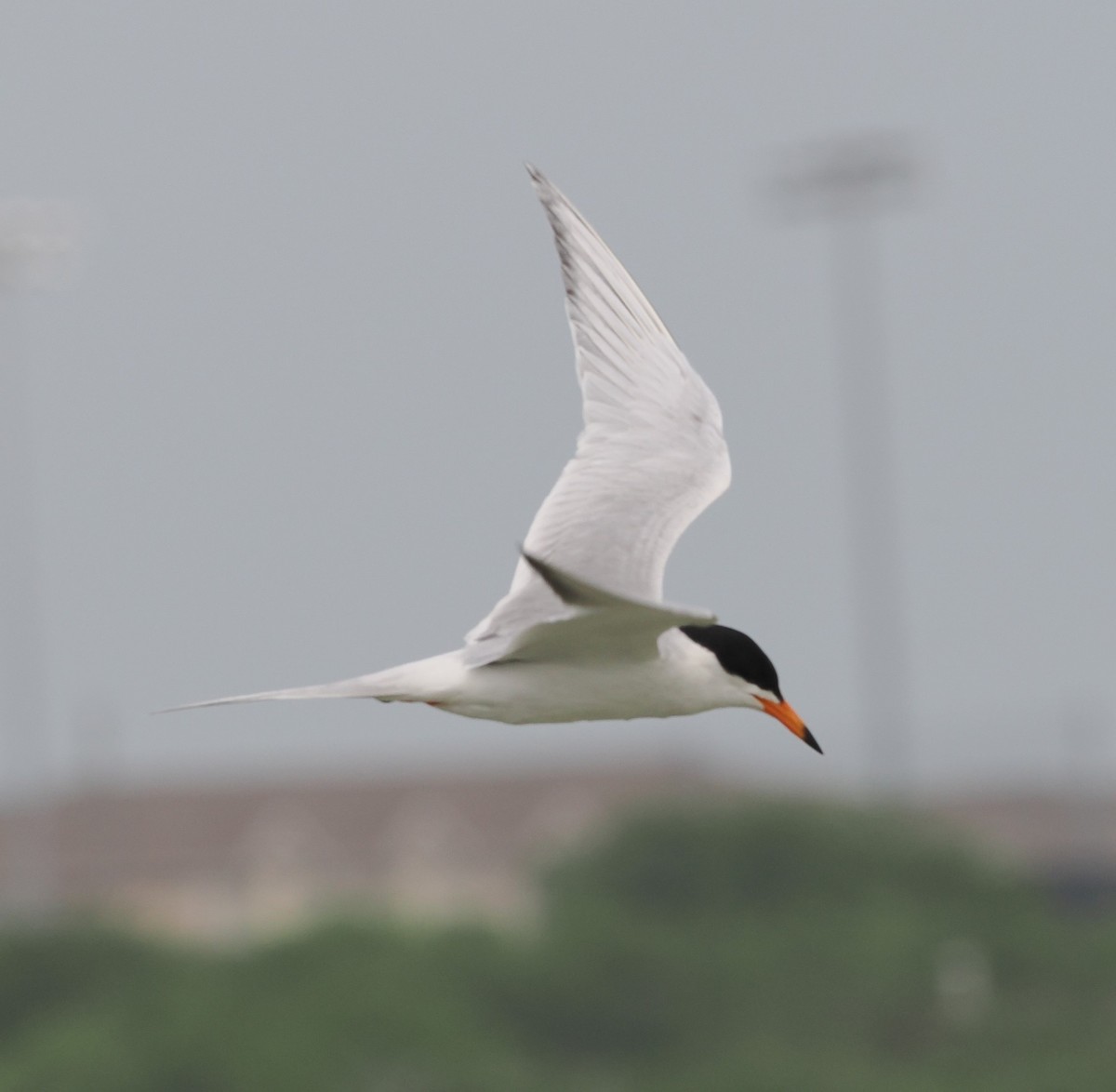 Forster's Tern - ML618093867