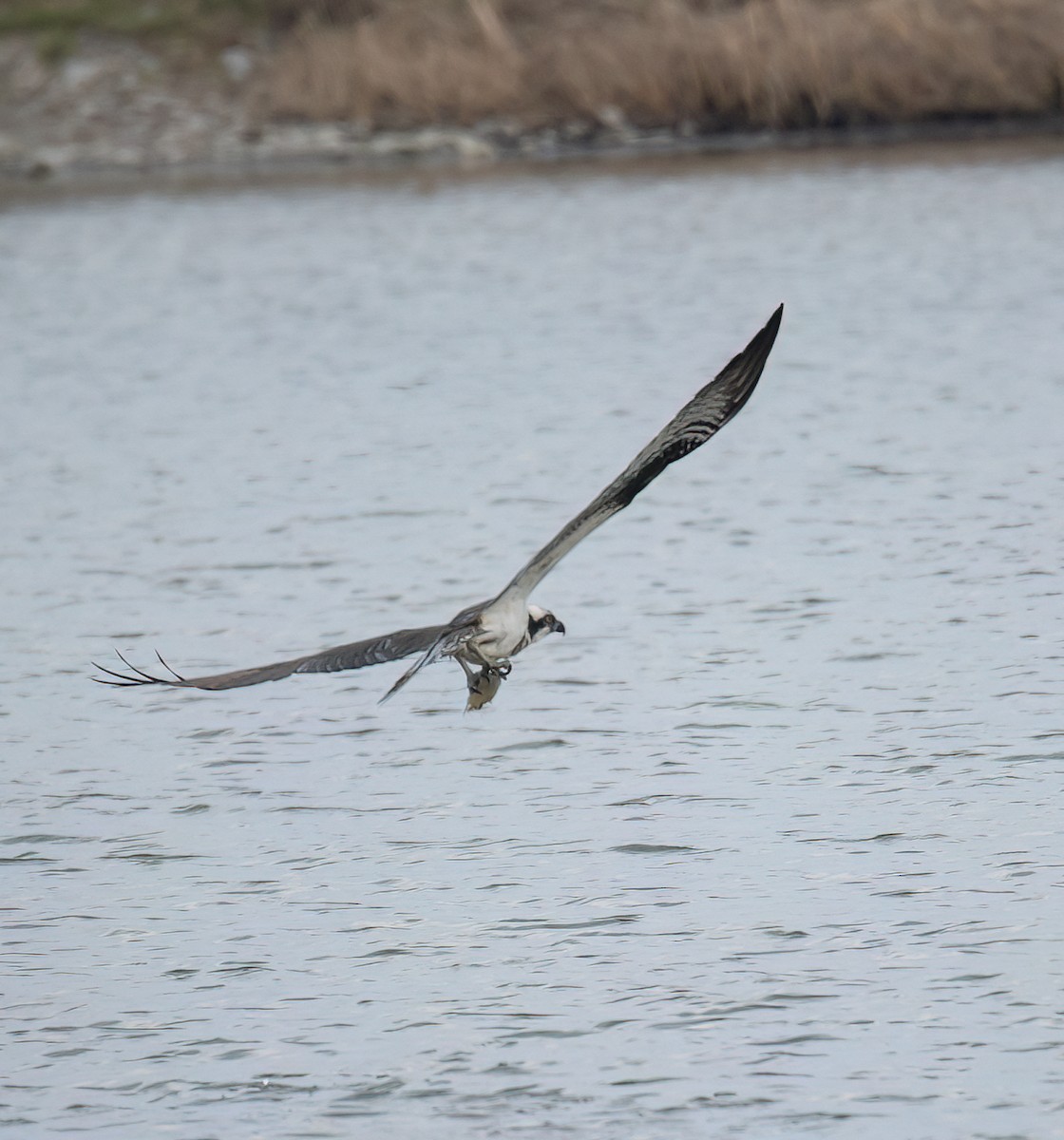 Osprey - Hin Ki  & Queenie  Pong