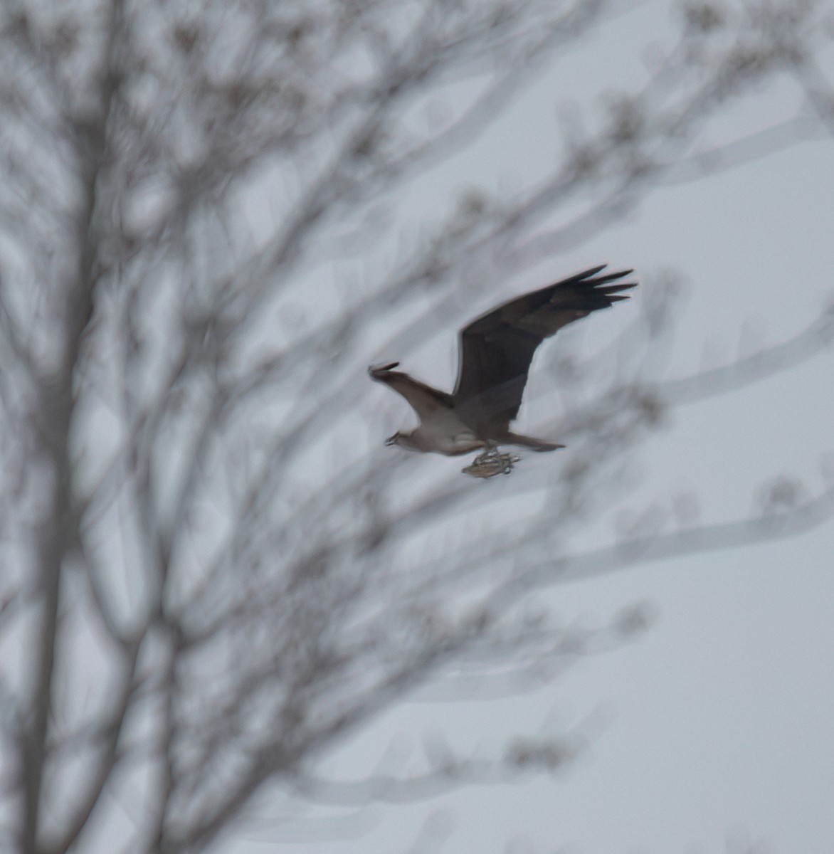 Osprey - Hin Ki  & Queenie  Pong