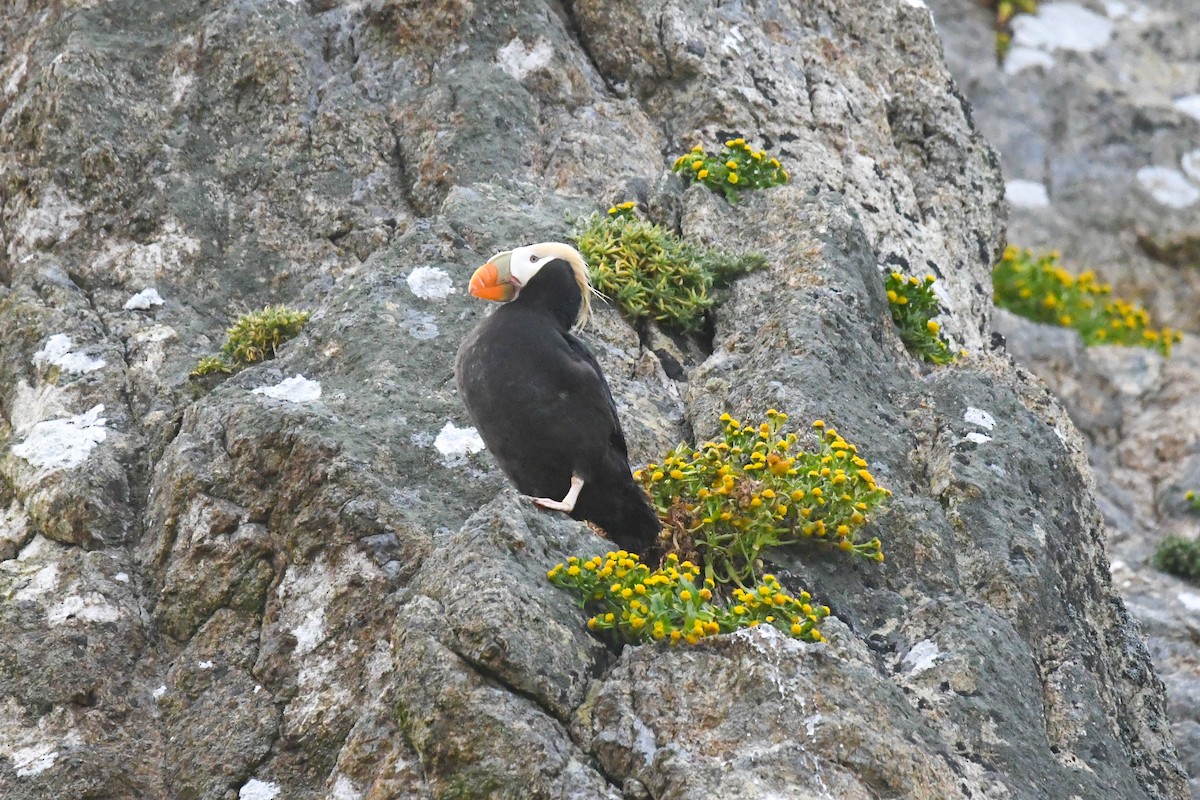 Tufted Puffin - Michael Pierson