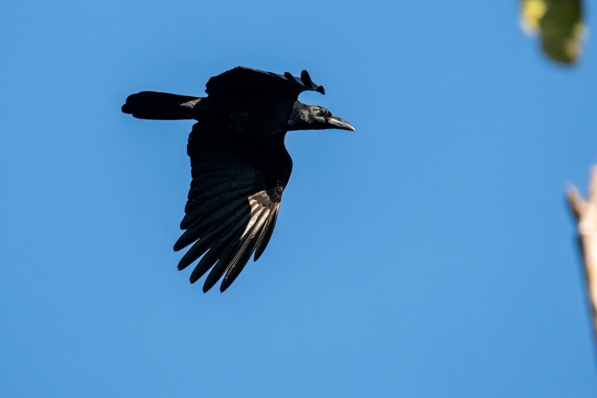 Large-billed Crow (Eastern) - Dominic More O’Ferrall