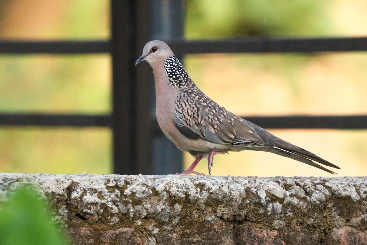 Spotted Dove - ML618093918