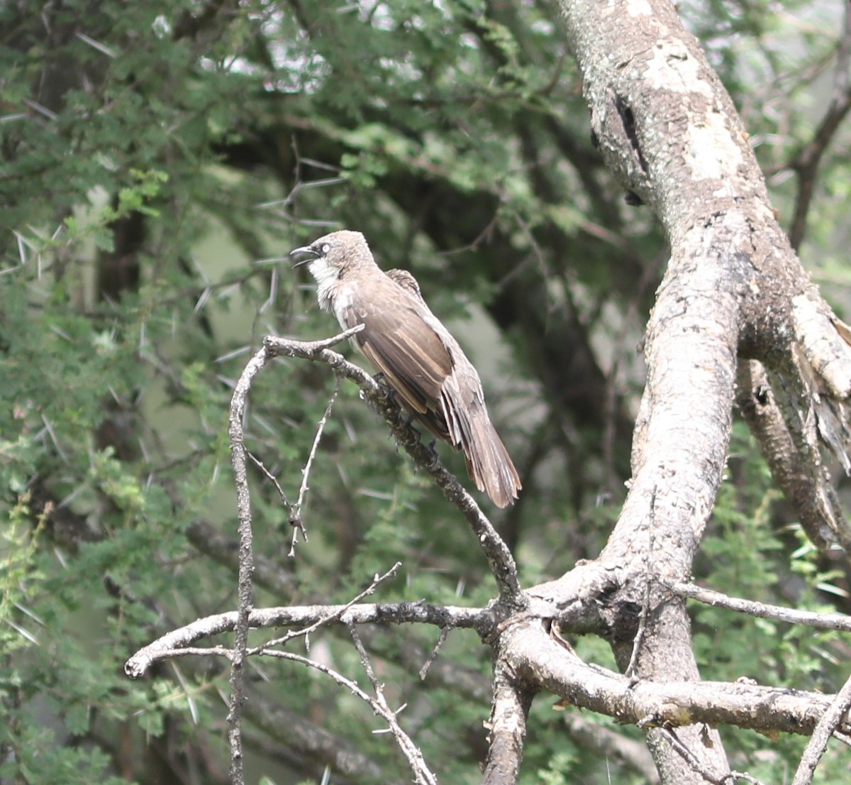 Northern Pied-Babbler - ML618093923