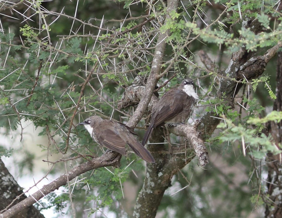 Northern Pied-Babbler - ML618093924