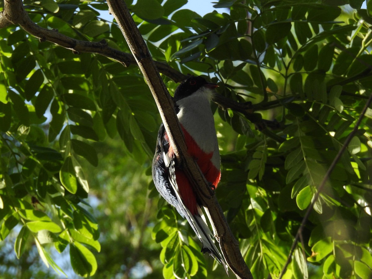 trogon kubánský - ML618093953