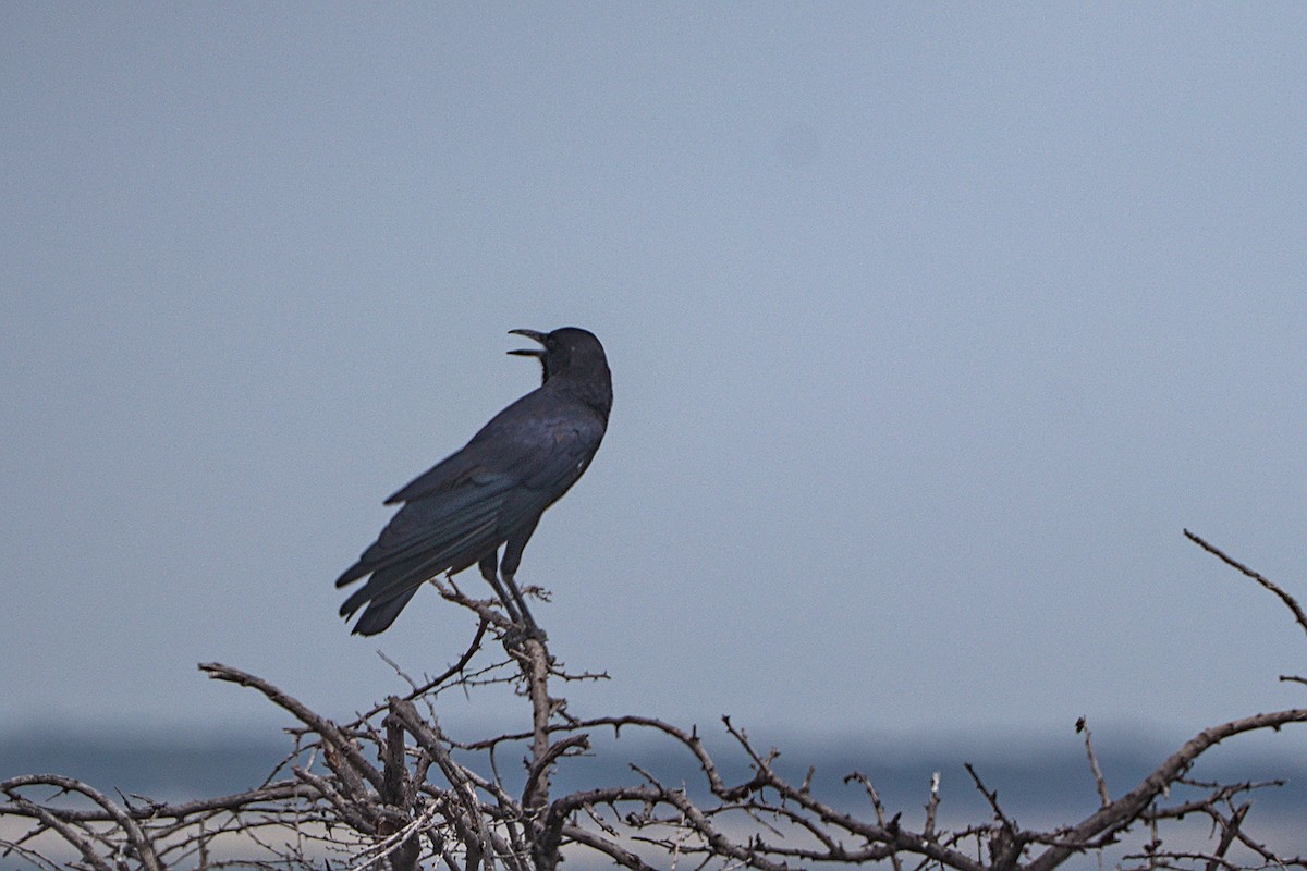Cape Crow - Piet Du Preez