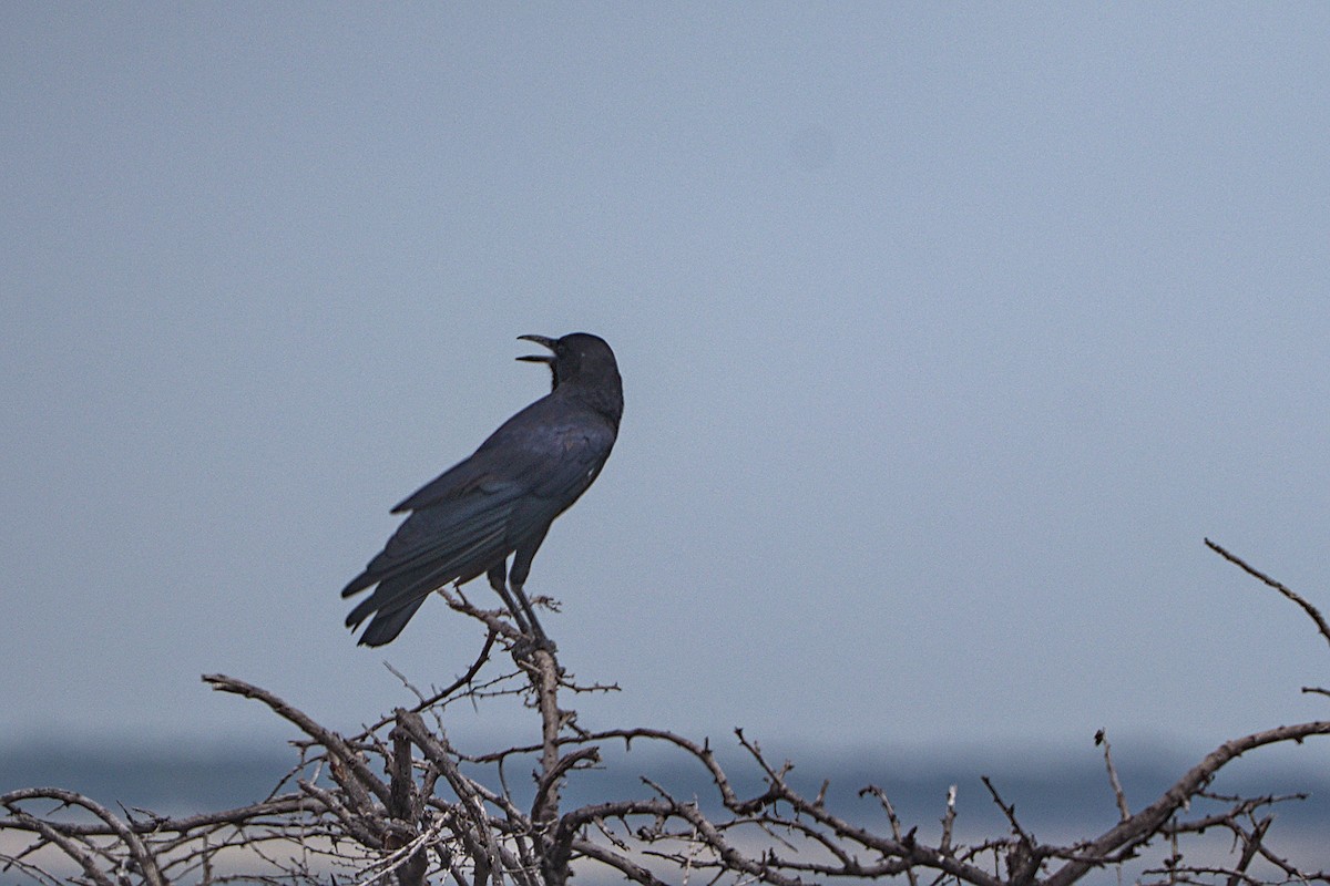 Cape Crow - ML618093962