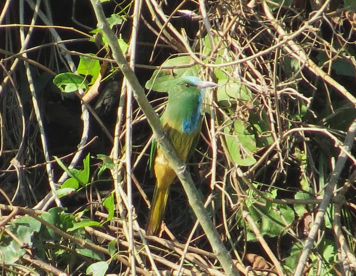 Blue-bearded Bee-eater - Kaushiki Menon