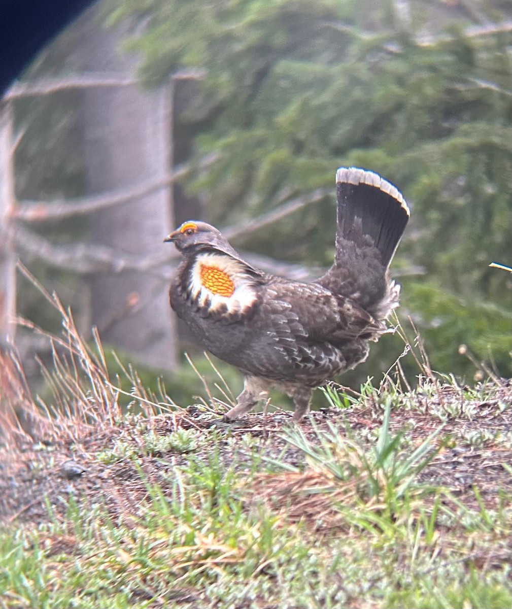 Sooty Grouse - Andy Kaplan