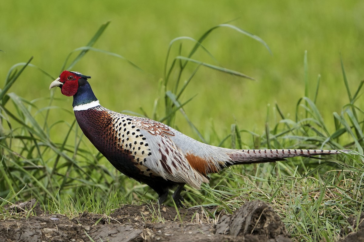 Ring-necked Pheasant (Domestic type) - ML618094003