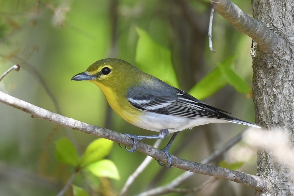 Yellow-throated Vireo - ML618094004