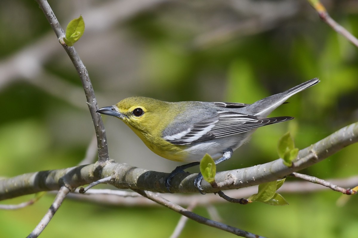 Yellow-throated Vireo - ML618094005