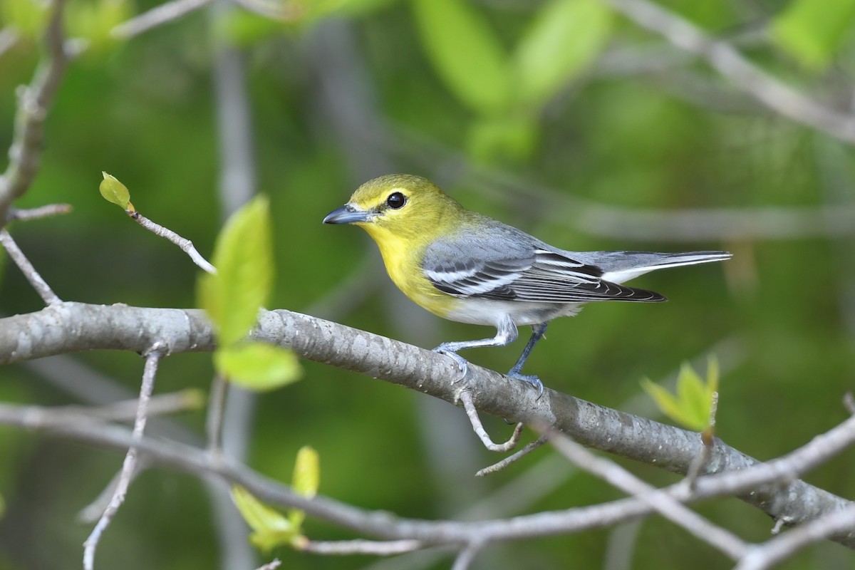 Yellow-throated Vireo - ML618094006