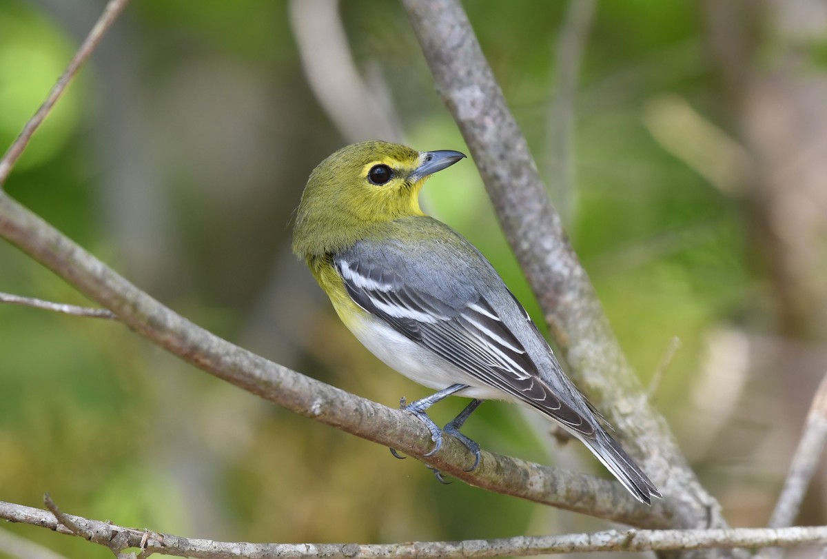 Yellow-throated Vireo - ML618094007