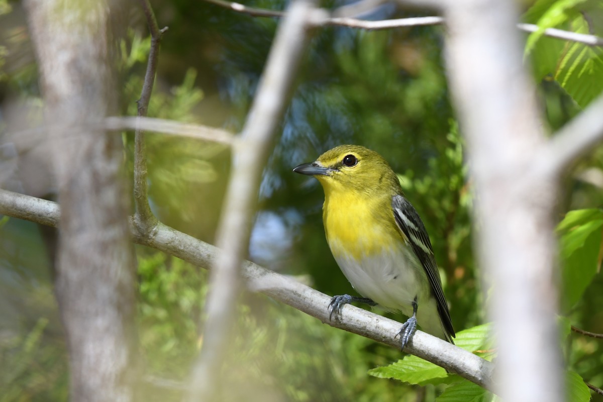 Yellow-throated Vireo - Daniel Bailey