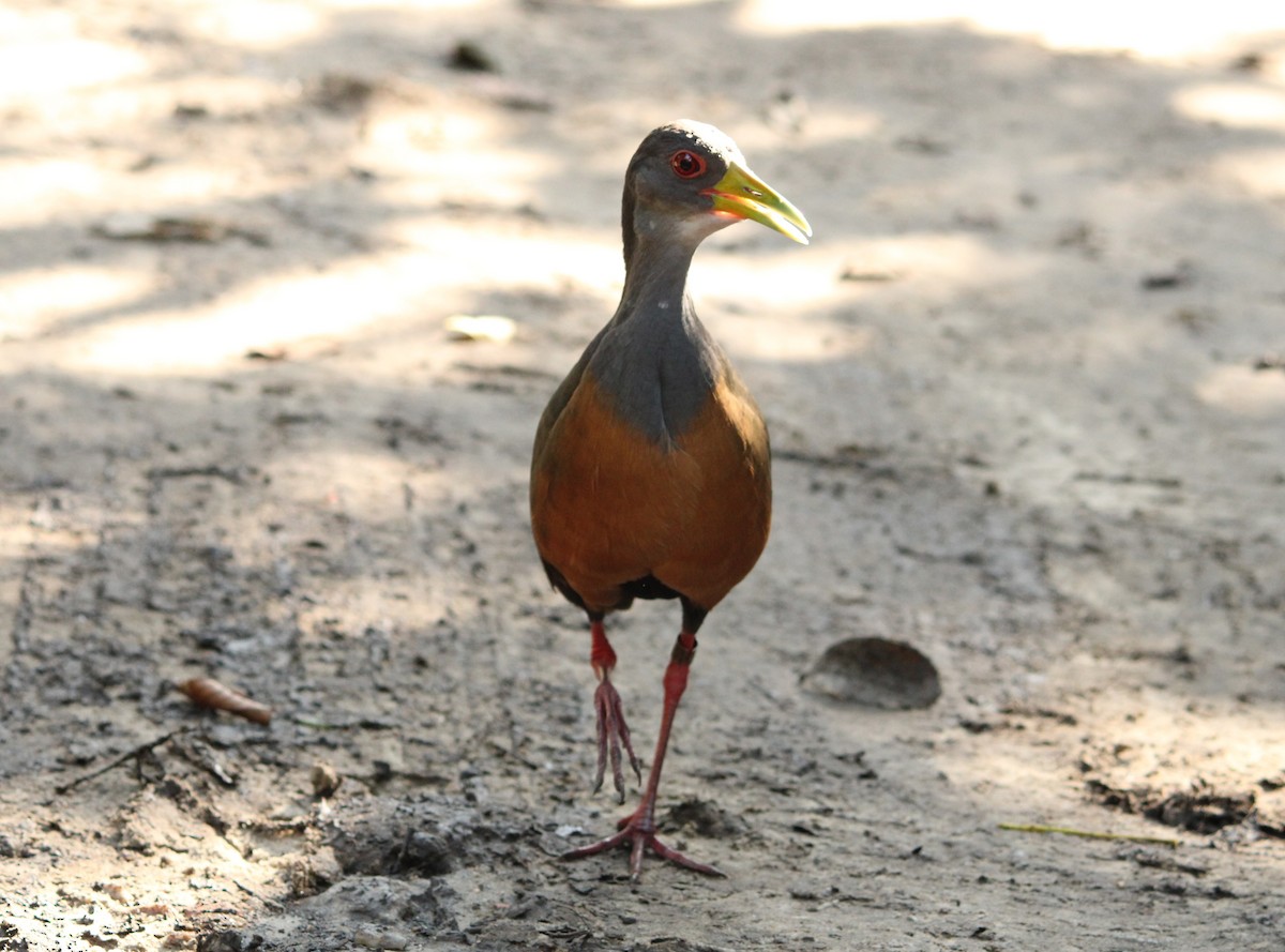 Gray-cowled Wood-Rail - Miguel  Magro