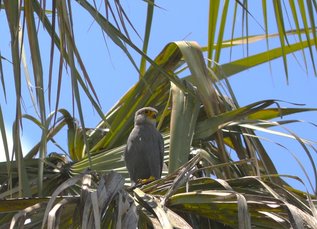 Gray Kestrel - ML618094021