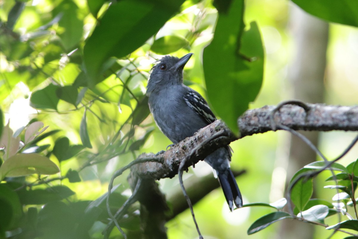 Northern Slaty-Antshrike - ML618094067