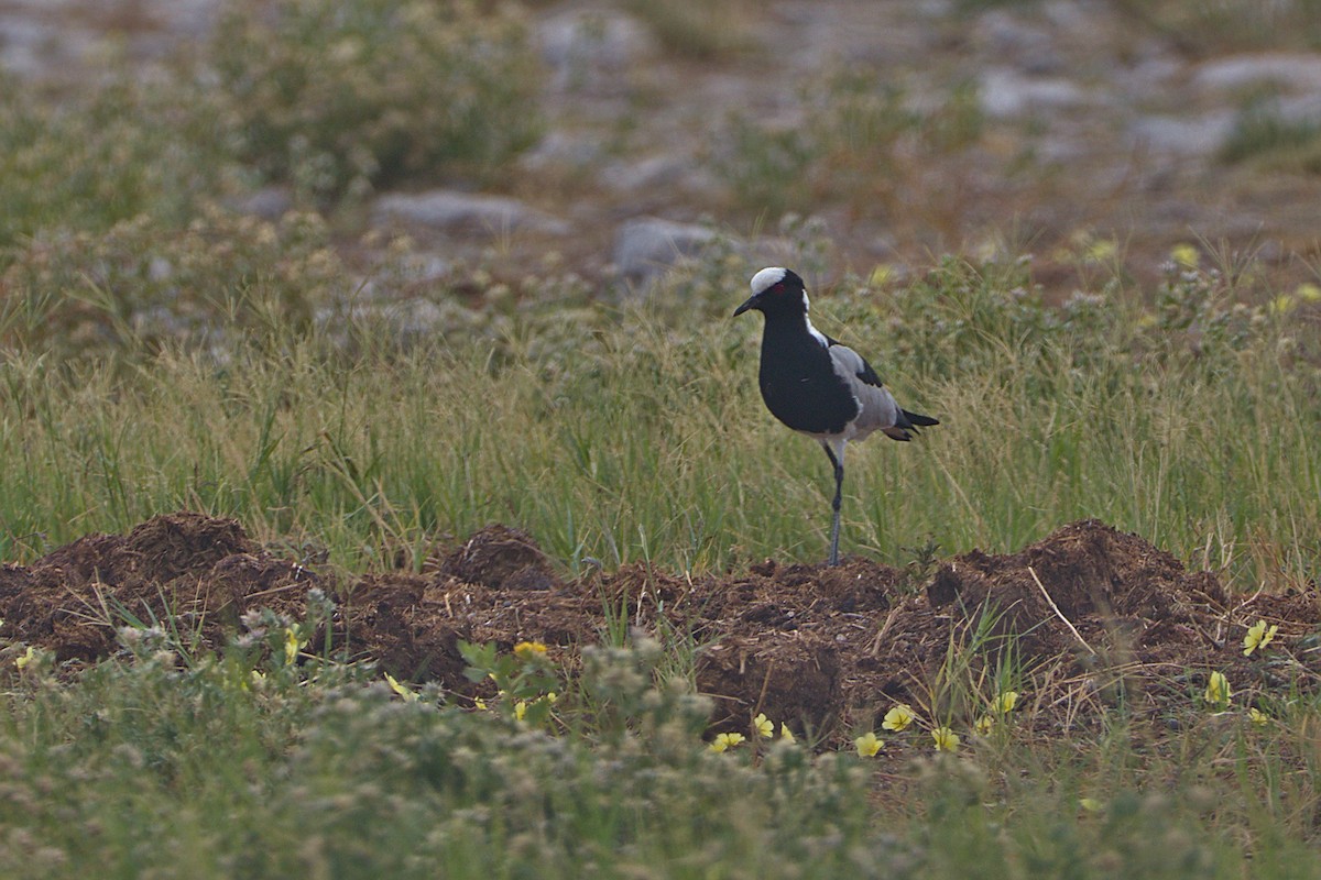 Blacksmith Lapwing - ML618094068