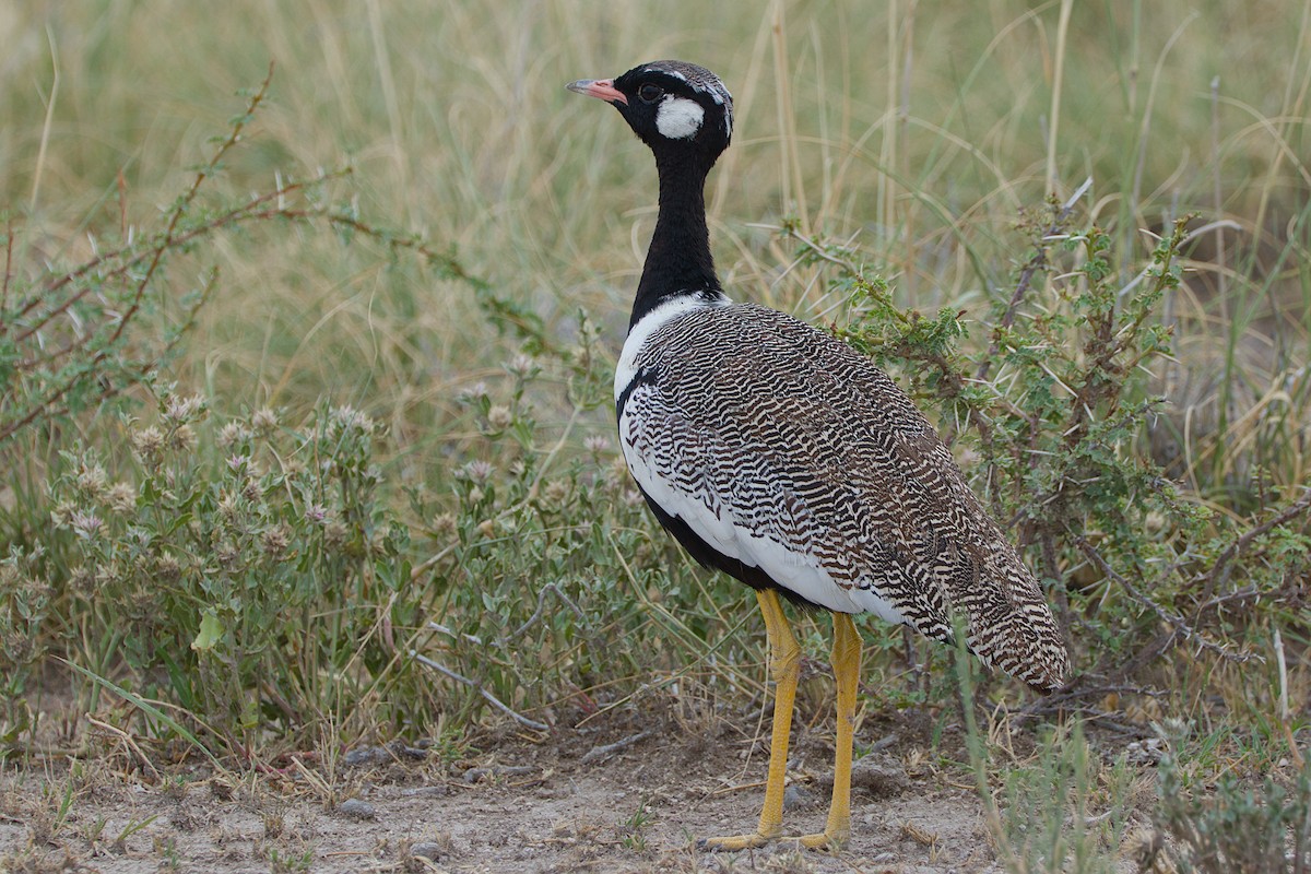 White-quilled Bustard - ML618094088