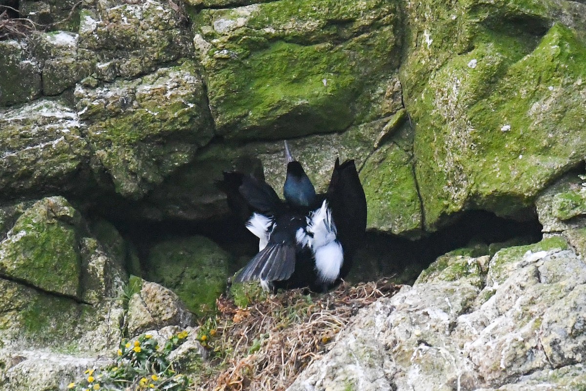 Pelagic Cormorant - Michael Pierson