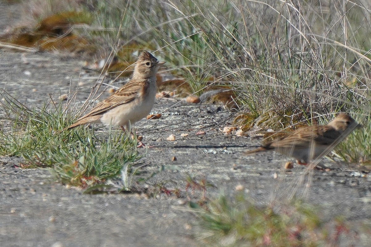 Greater Short-toed Lark - Miguel Rouco