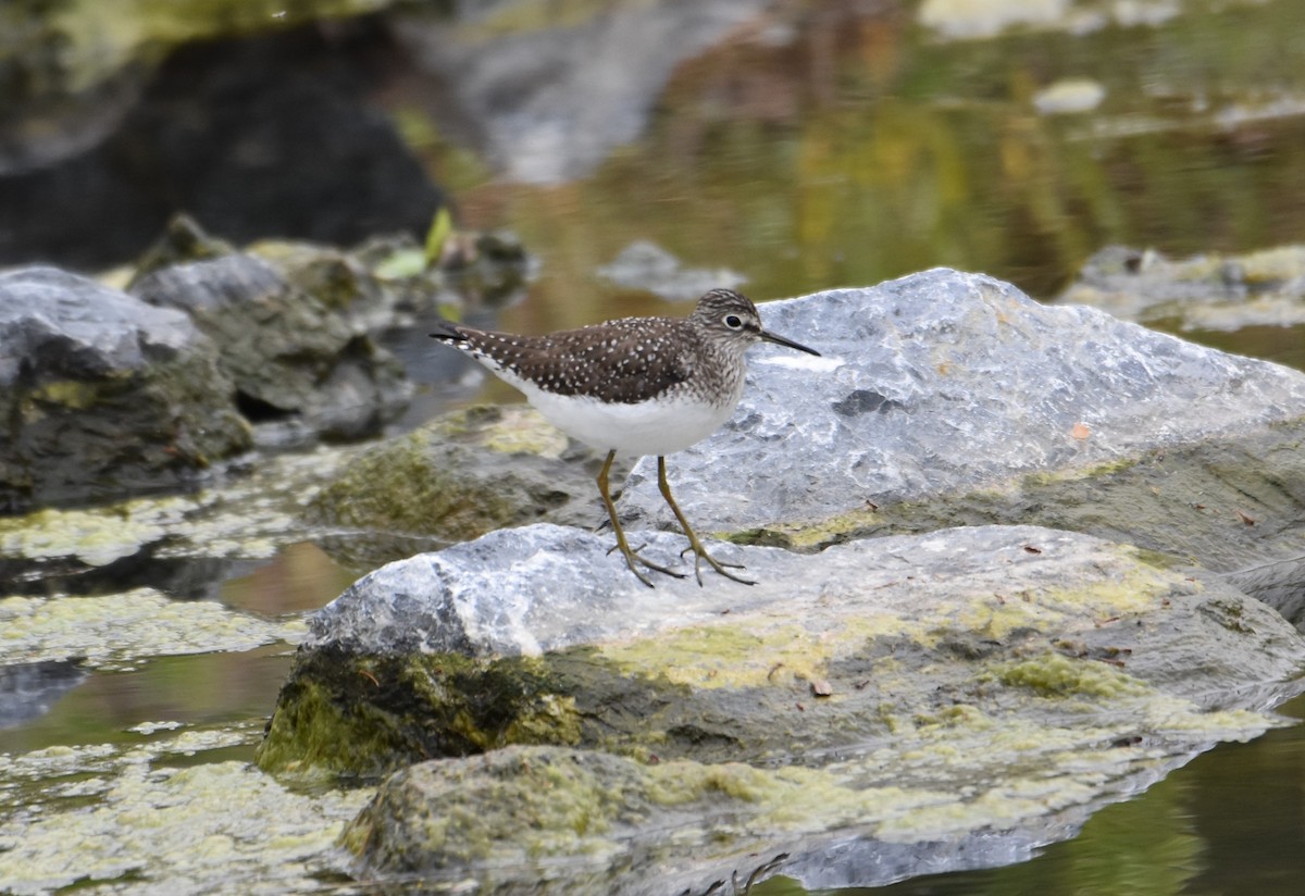 Solitary Sandpiper - K & B Bealer