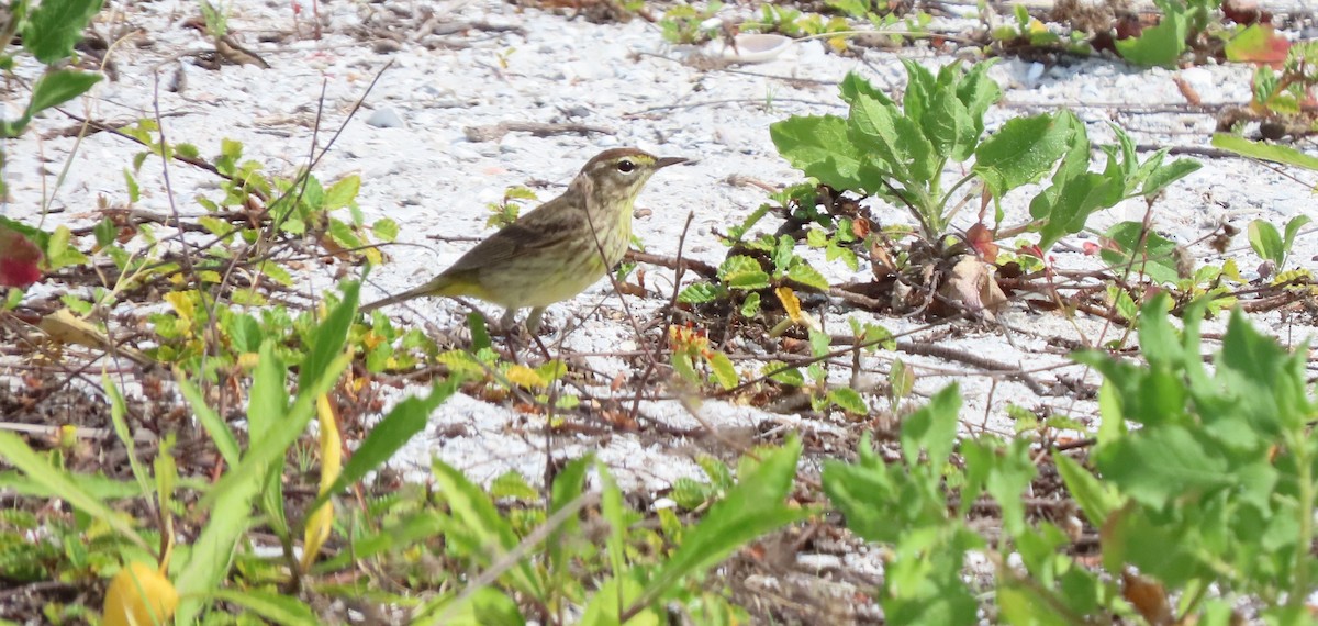 Palm Warbler - Cathy Olson