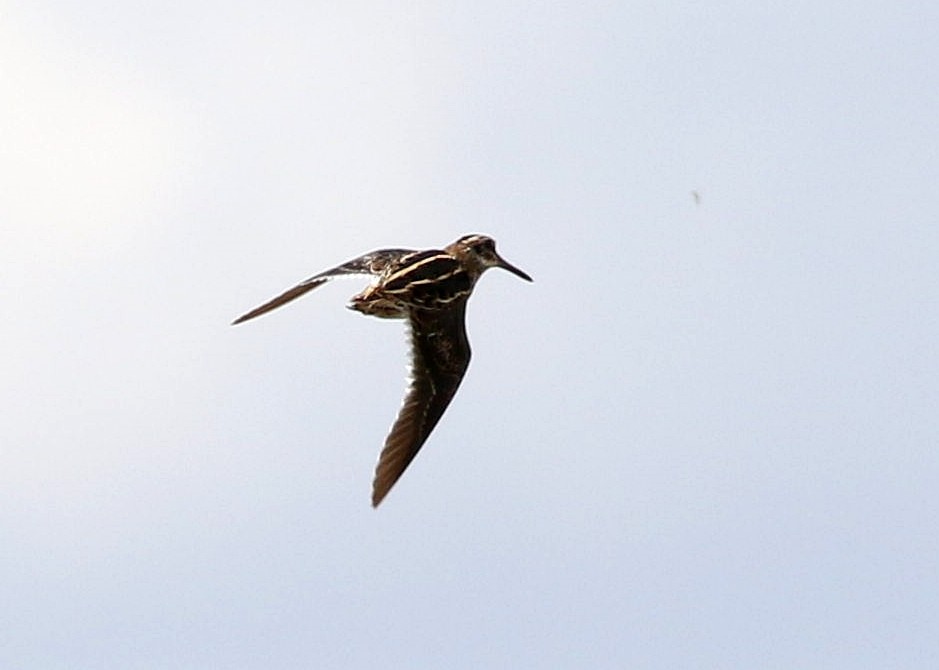 Jack Snipe - ML618094193