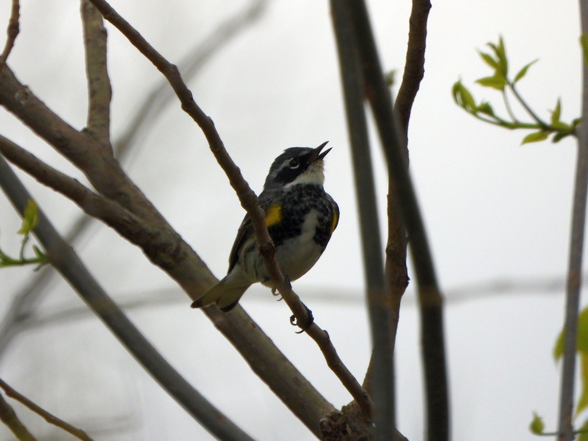 Yellow-rumped Warbler - Rick Luehrs