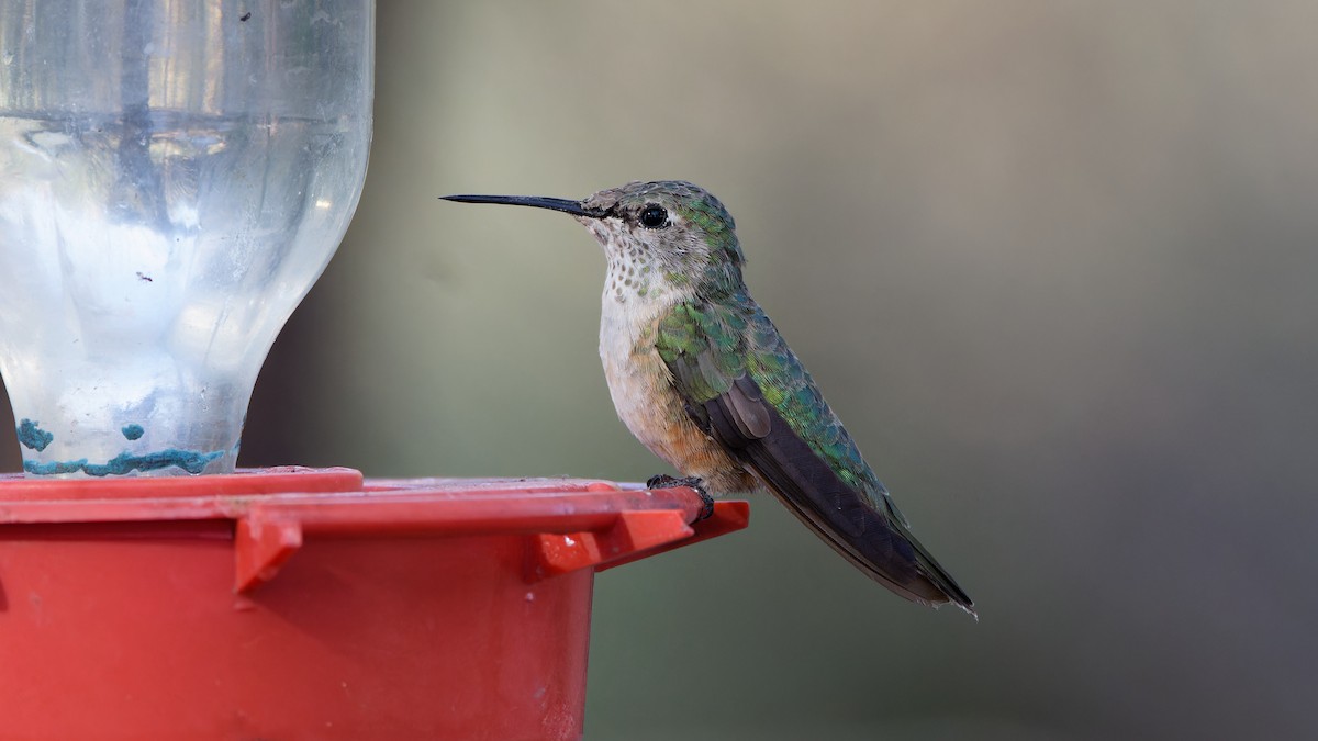 Broad-tailed Hummingbird - ML618094202